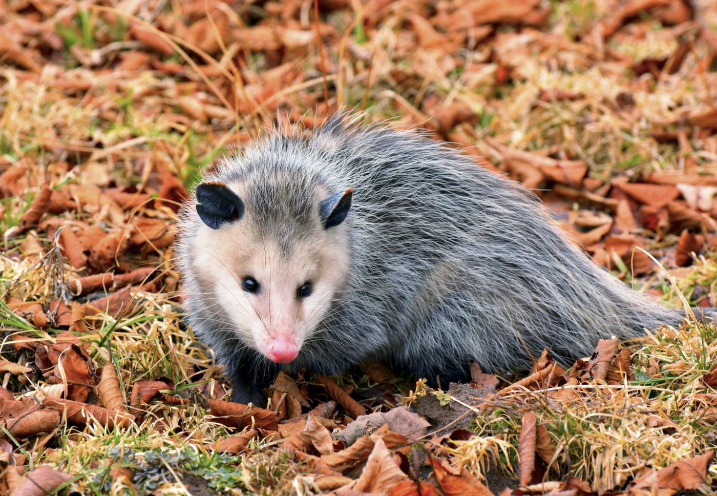 Virginia opossum, the real-world species the GTA 6 wildlife is based on.