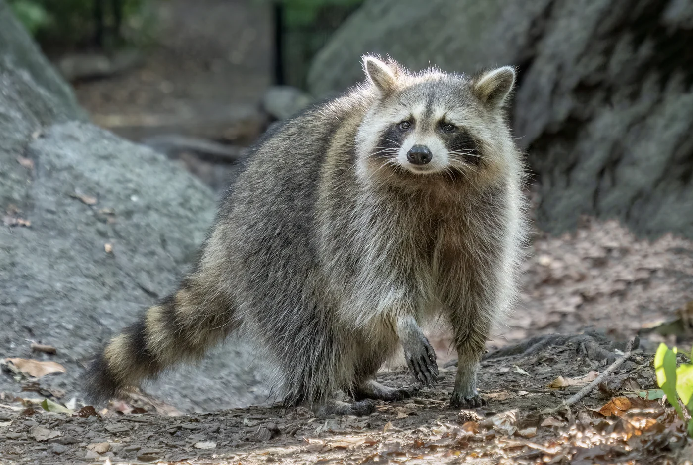 raccoon, the real-world species the GTA 6 wildlife is based on.
