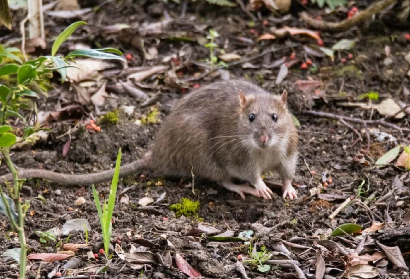 brown rat, the real-world species the GTA 6 wildlife is based on.