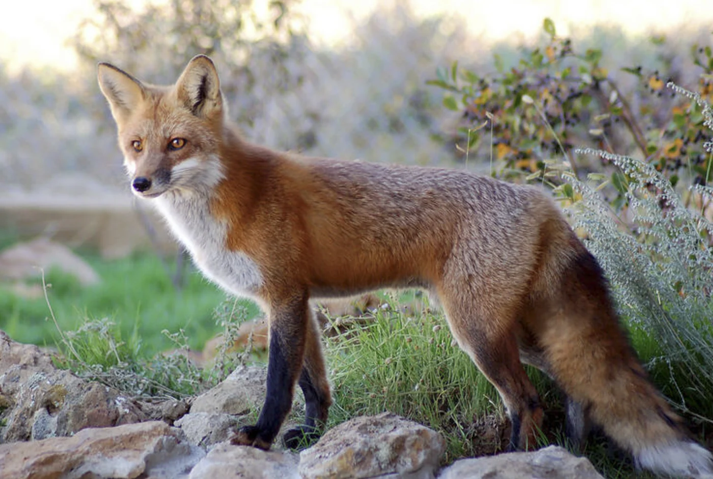 red fox, the real-world species the GTA 6 wildlife is based on.