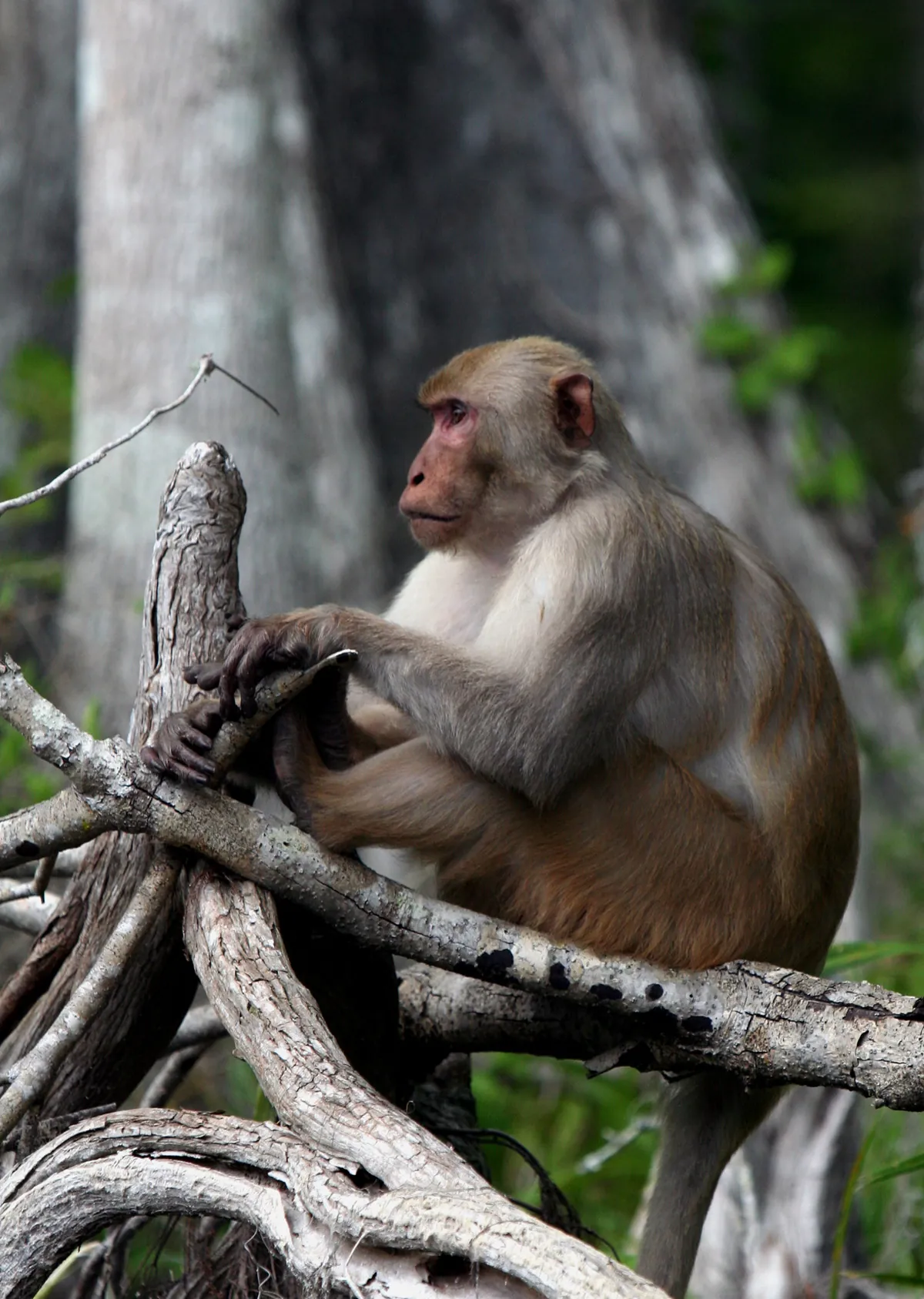 rhesus macaque photographed in the wild along the Silver River in Florida.