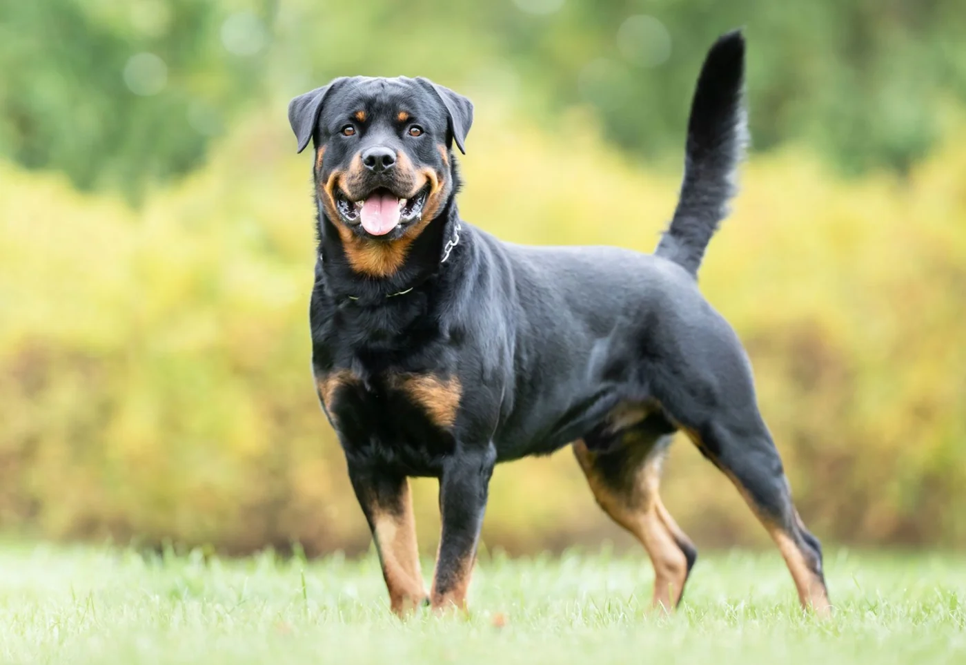 Rottweiler dog, the real-world species the GTA 6 wildlife is based on.