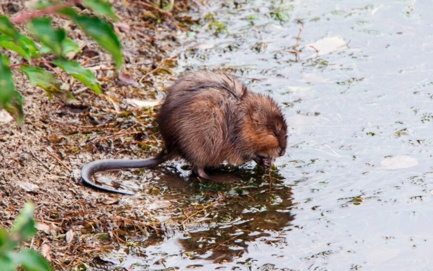 round-tailed muskrat, the real-world species the GTA 6 wildlife is based on.