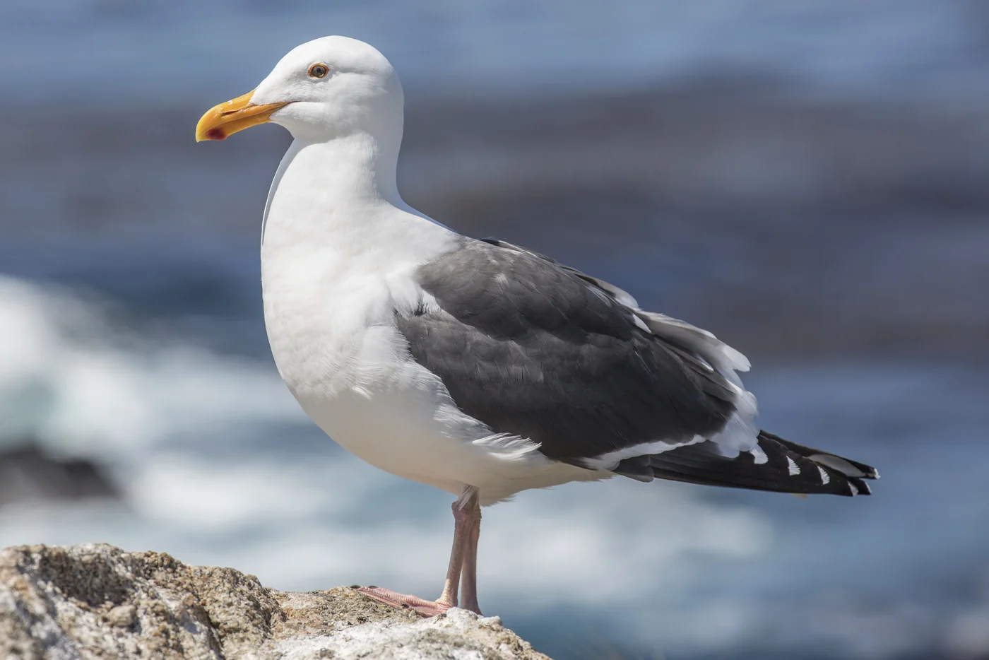 seagull, the real-world species the GTA 6 wildlife is based on.