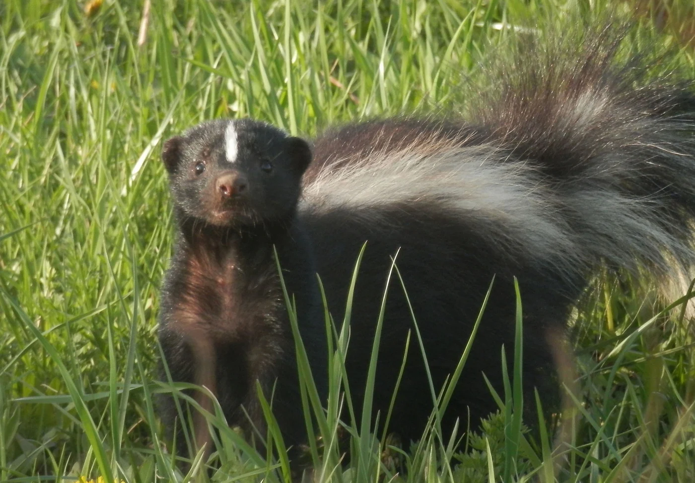striped skunk, the real-world species the GTA 6 wildlife is based on.