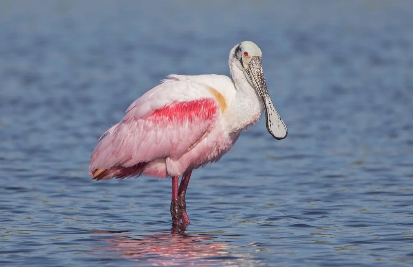roseate spoonbill, the real-world species the GTA 6 wildlife is based on.