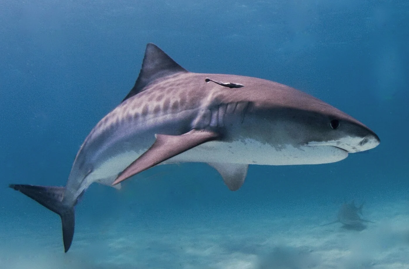 tiger shark, the real-world species the GTA 6 wildlife is based on.
