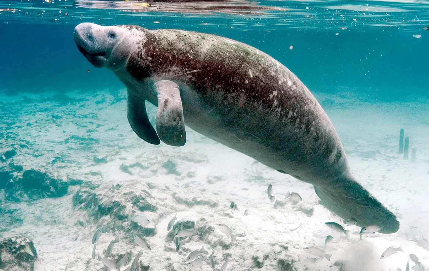 West Indian manatee, the real-world species the GTA 6 wildlife is based on.