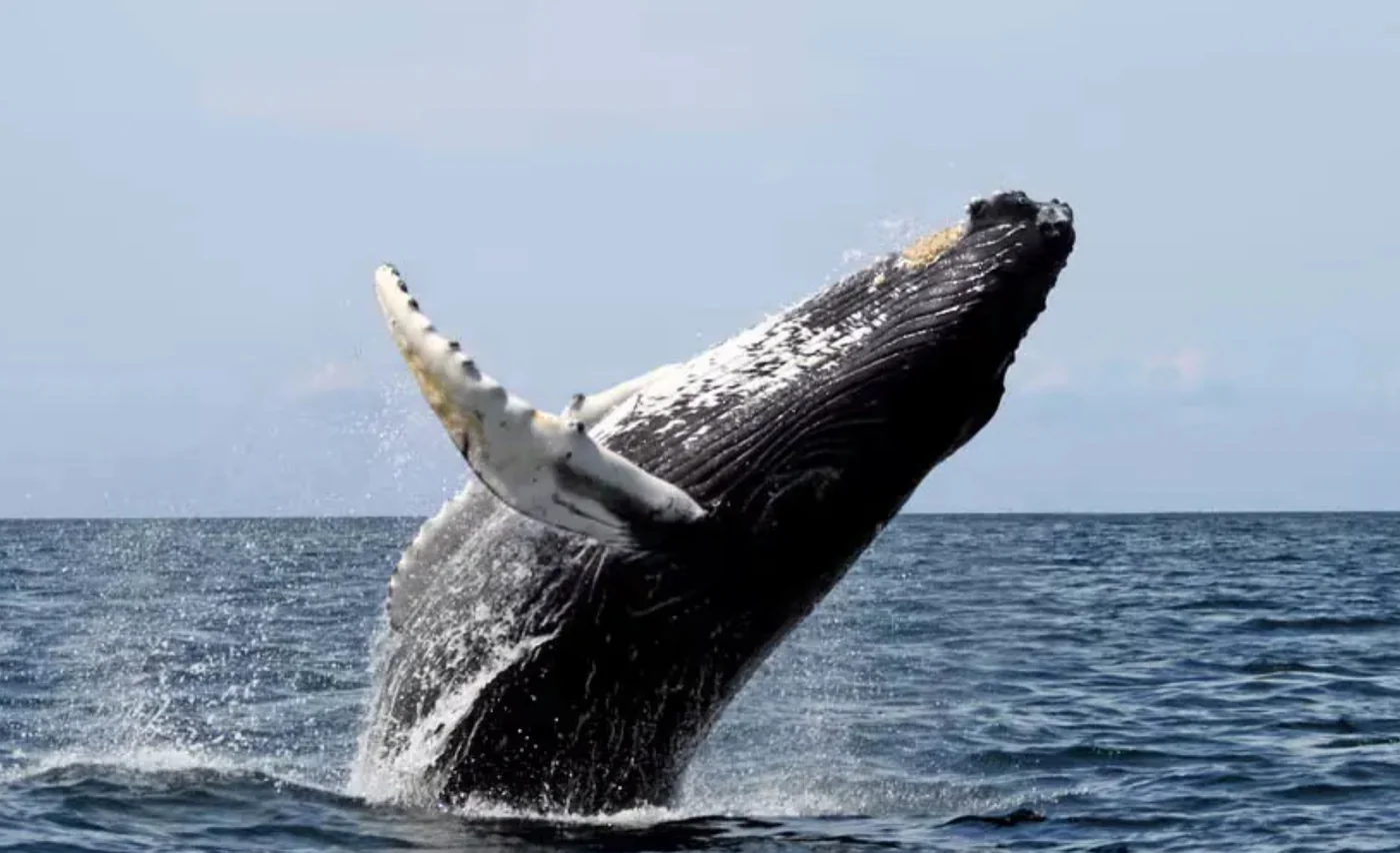 whale, the real-world species the GTA 6 wildlife is based on.