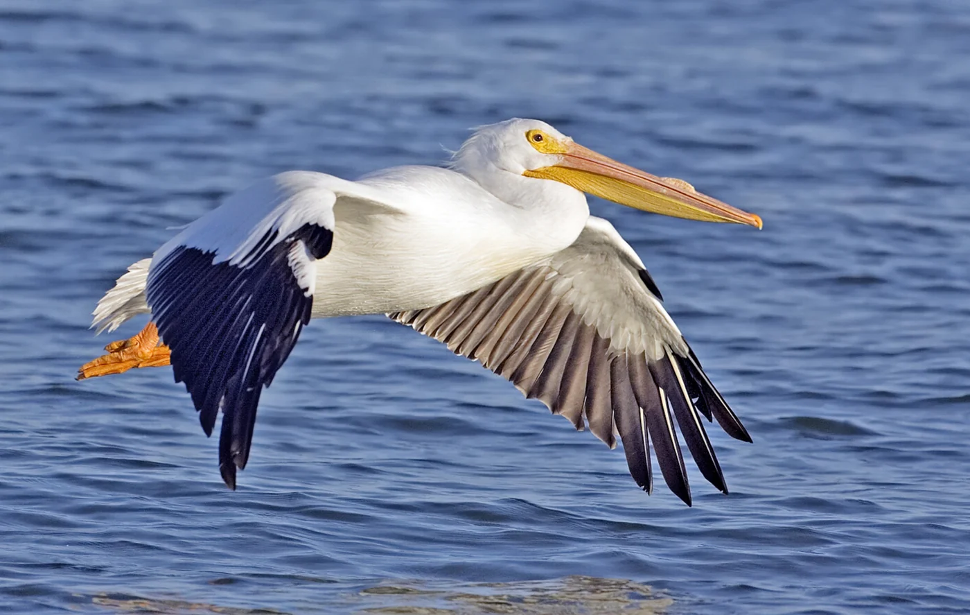 American white pelican, the real-world species the GTA 6 wildlife is based on.