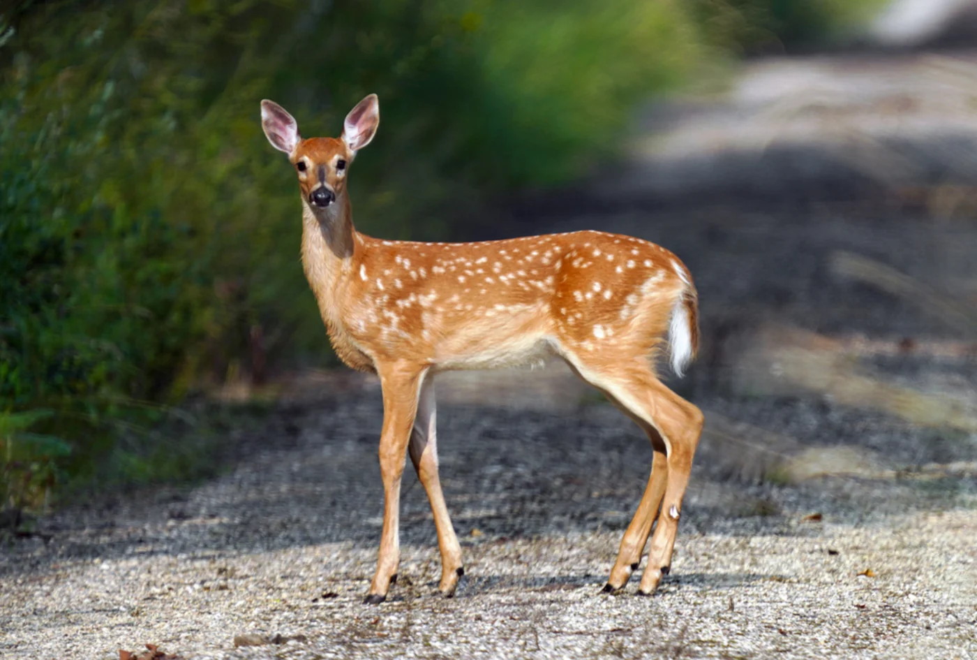 white-tailed deer, the real-world species the GTA 6 wildlife is based on.