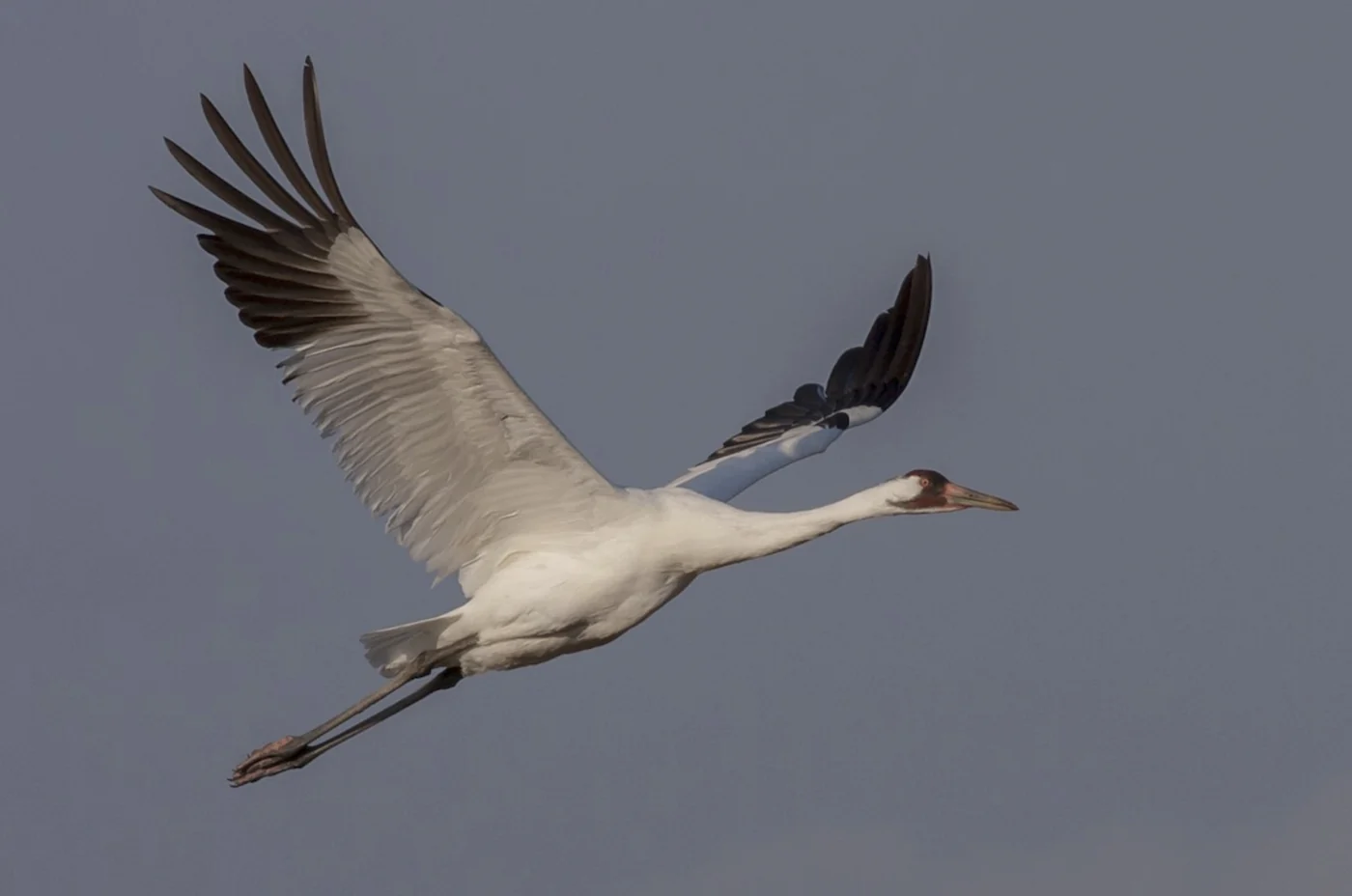 whooping crane, the real-world species the GTA 6 wildlife is based on.
