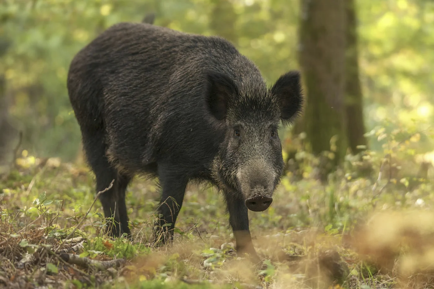 wild boar, the real-world species the GTA 6 wildlife is based on.