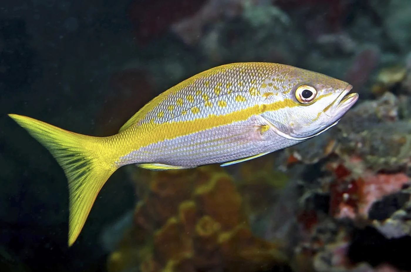 yellowtail snapper, the real-world species the GTA 6 wildlife is based on.
